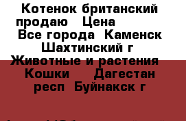 Котенок британский продаю › Цена ­ 3 000 - Все города, Каменск-Шахтинский г. Животные и растения » Кошки   . Дагестан респ.,Буйнакск г.